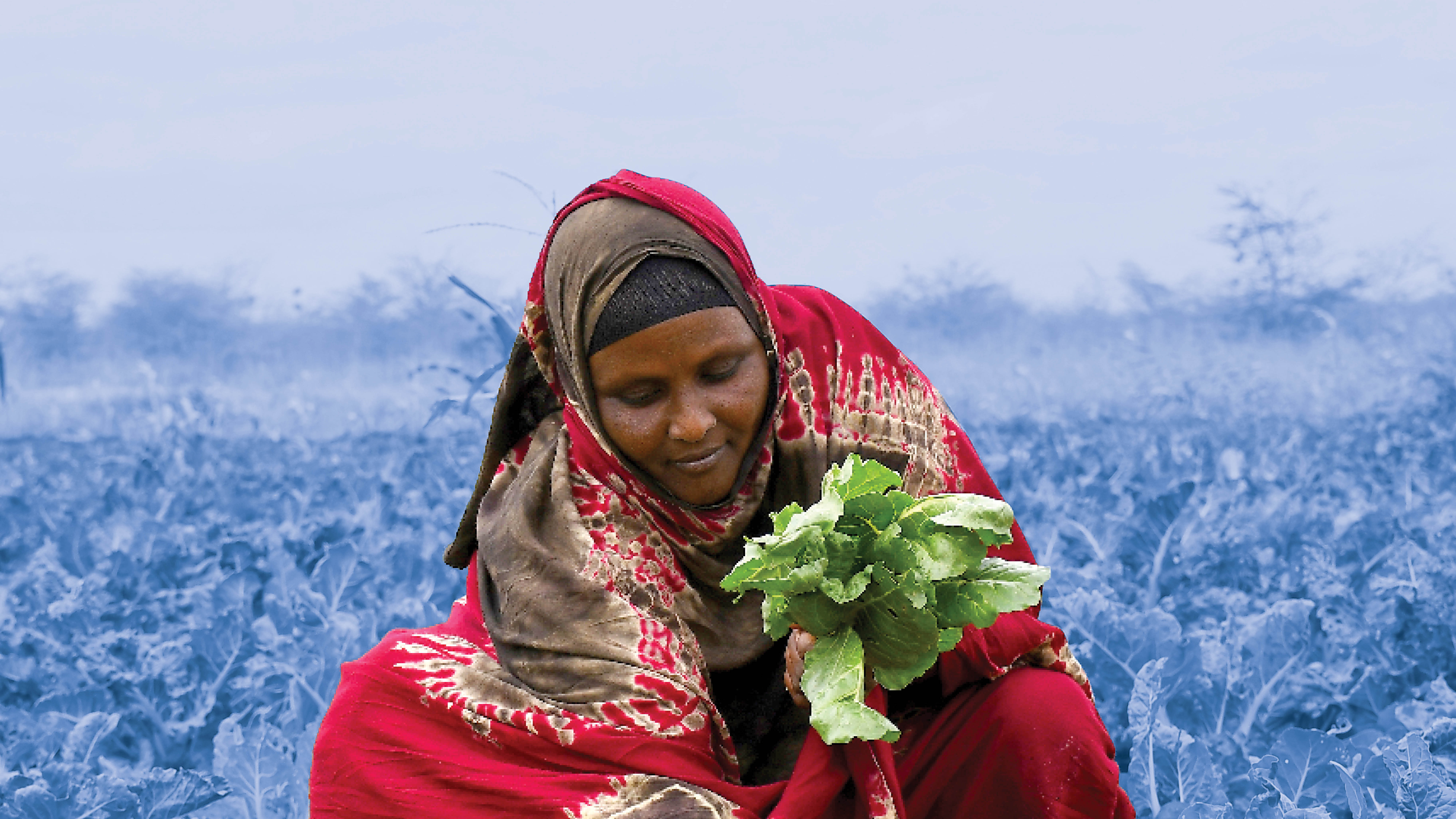 Provide Aid for Development Programs